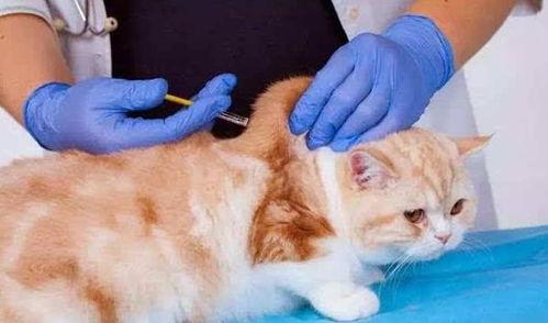 成人猫怎么打疫苗针视频,视频教学,轻松掌握打针技巧