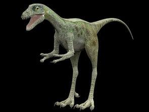 恐龙大全成人动画视频,揭秘史前巨兽的奇幻旅程