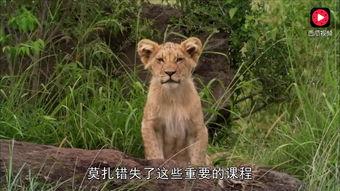 成人可爱老虎视频,老虎成“萌宠”视频走红网络