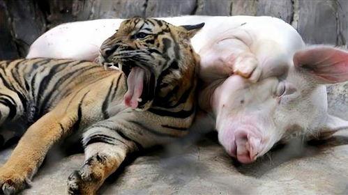 成人可爱老虎视频,老虎成“萌宠”视频走红网络